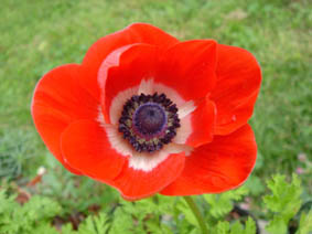 Anemone coronaria 'rot'